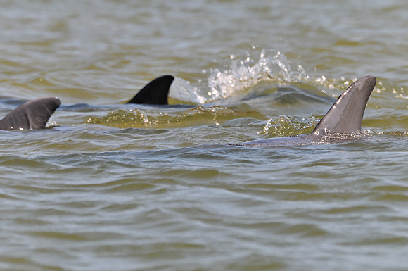 Gulf Shores Wildlife Photographer