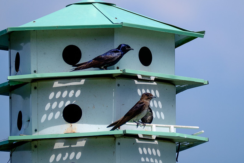 Fairhope Purple Martin Colony