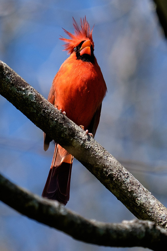 Male Cardinal Wildlife Photography