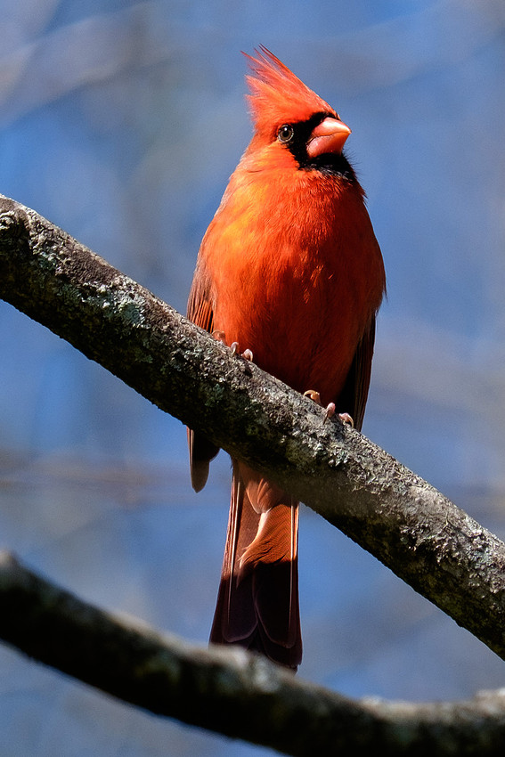 Male Cardinal Wildlife Photography