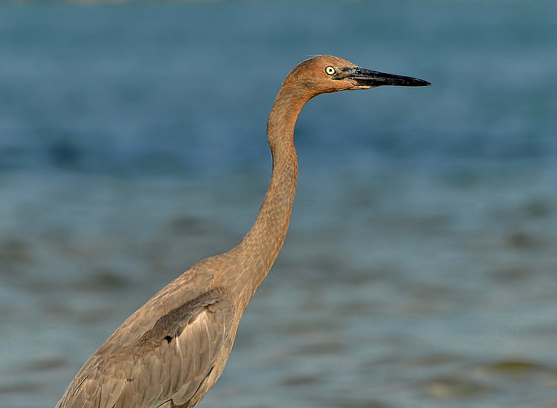 Wildlife in Robinson Island at Perdido Pass