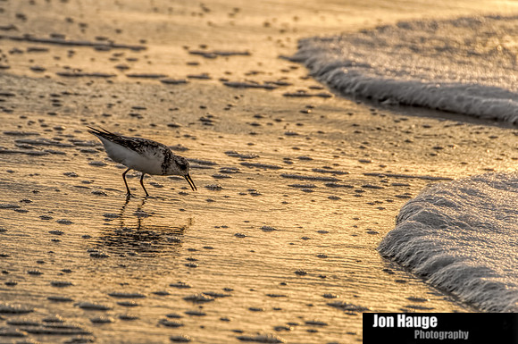 Gulf Shores Photographer
