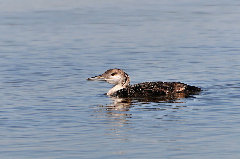Loon
