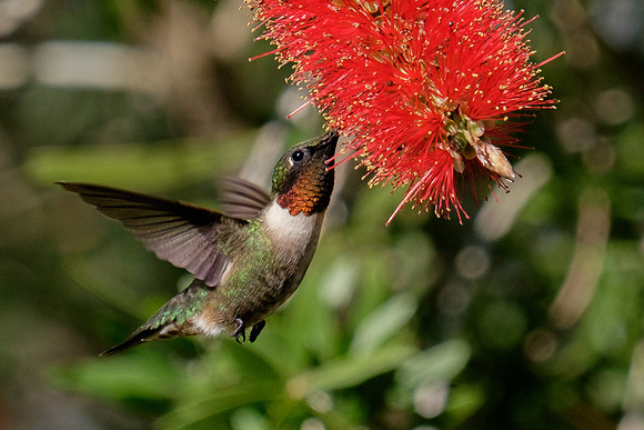 Ruby-throated Hummingbird Photography