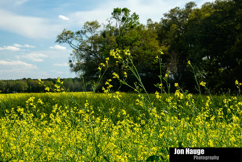 Foley Landscape
