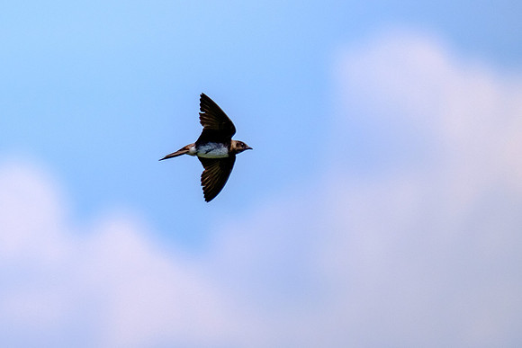 Fairhope Purple Martin Colony