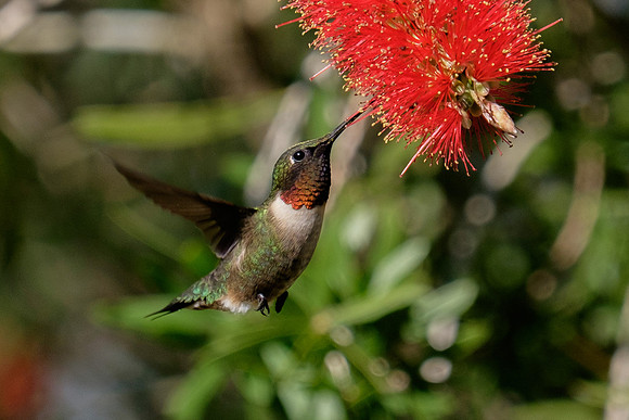 Ruby-throated Hummingbird Photography