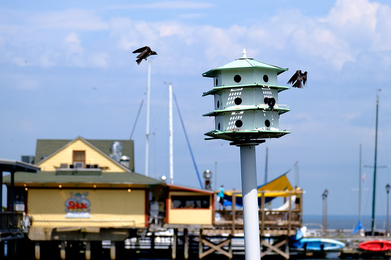 Fairhope Purple Martin Colony