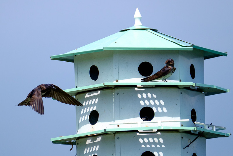 Fairhope Purple Martin Colony