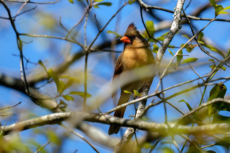 Cardinal Wildlife Photography