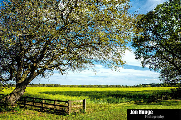 Foley Landscape