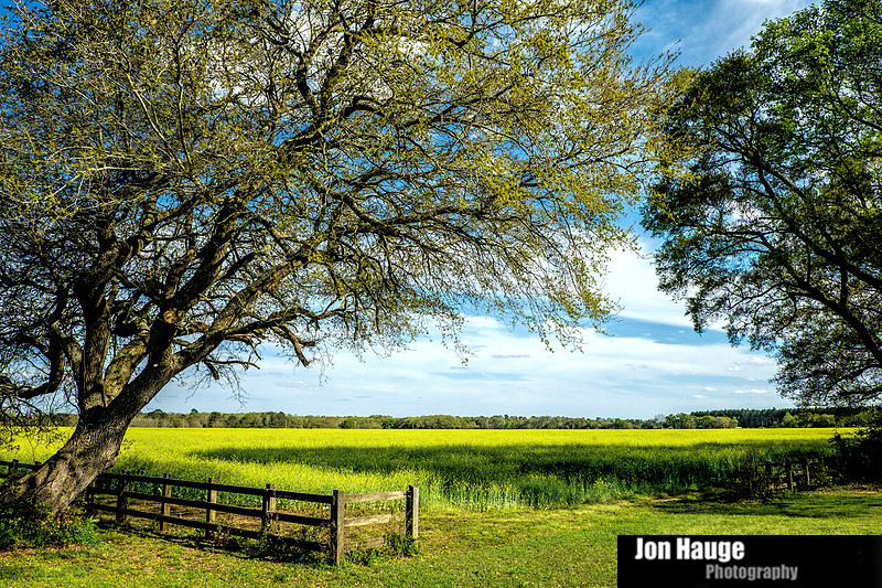 Foley Landscape