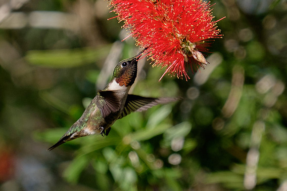 Ruby-throated Hummingbird Photography