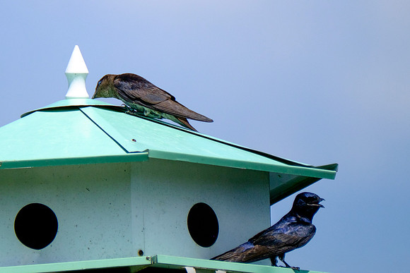 Fairhope Purple Martin Colony