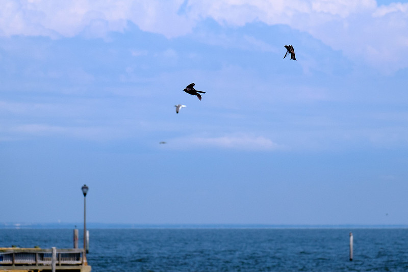 Fairhope Purple Martin Colony