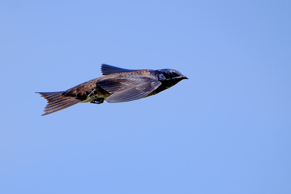 Fairhope Purple Martin Colony