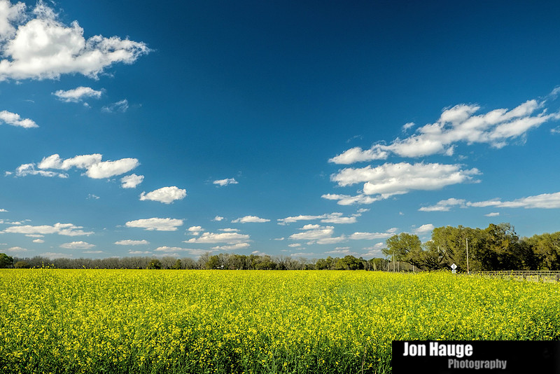 Foley Landscape