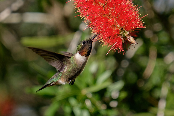 Ruby-throated Hummingbird Photography