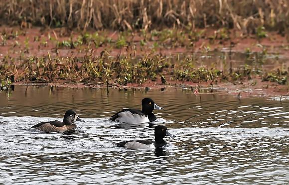 gulf shores wildlife photographer