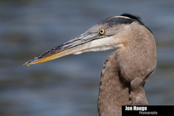 Dauphin Island Beach Wildlife