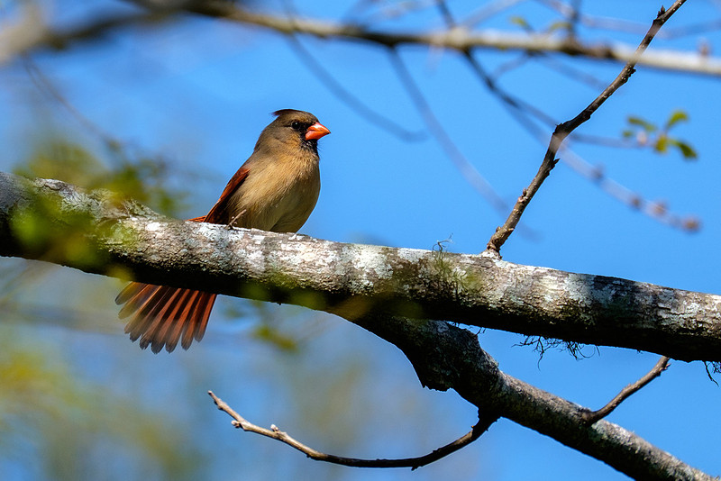 Cardinal Wildlife Photography