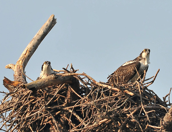 Juvenile Osprey Gulf Shores