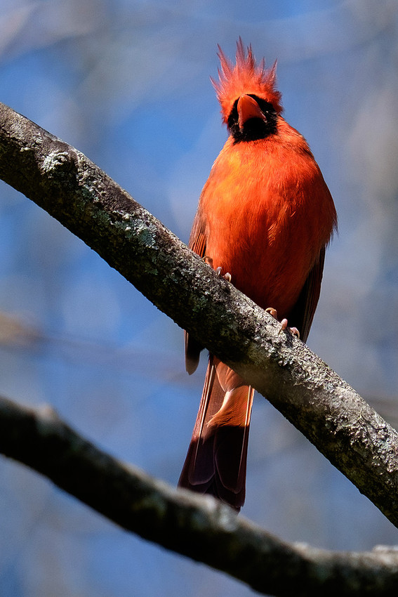 Male Cardinal Wildlife Photography