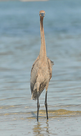 Wildlife in Robinson Island at Perdido Pass