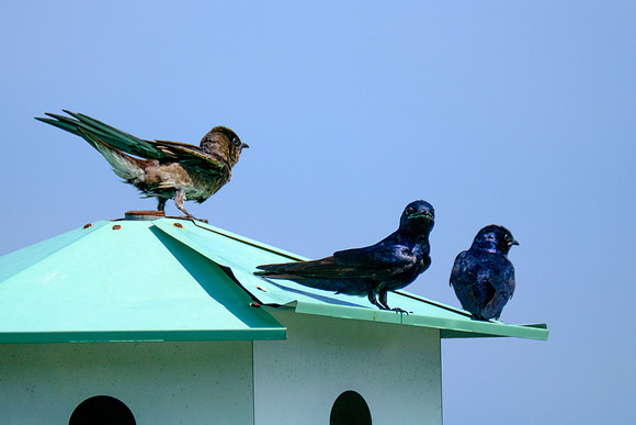 Fairhope Purple Martin Colony