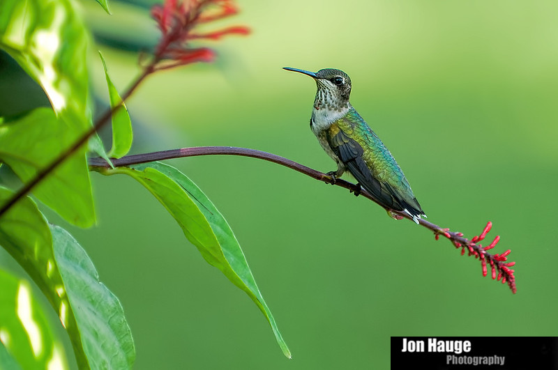 Hummingbird Photography