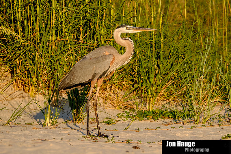 Fort Morgan Photographer