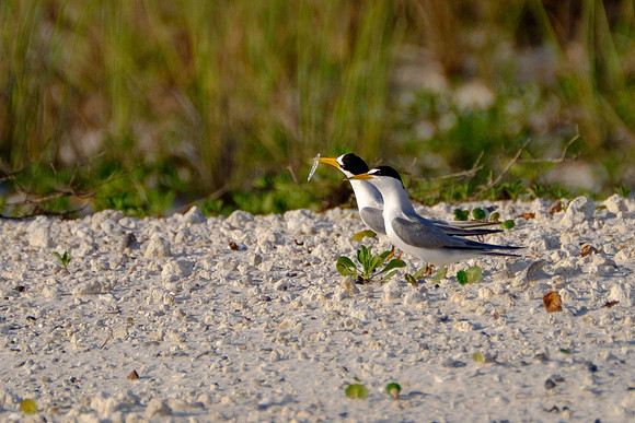 Perdido Key Wildife Photographer