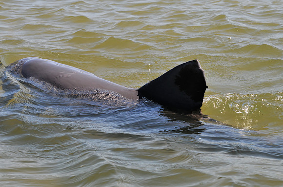 Gulf Shores Wildlife Photographer