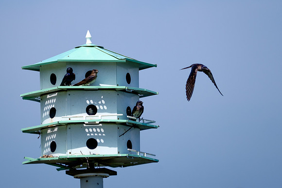 Fairhope Purple Martin Colony