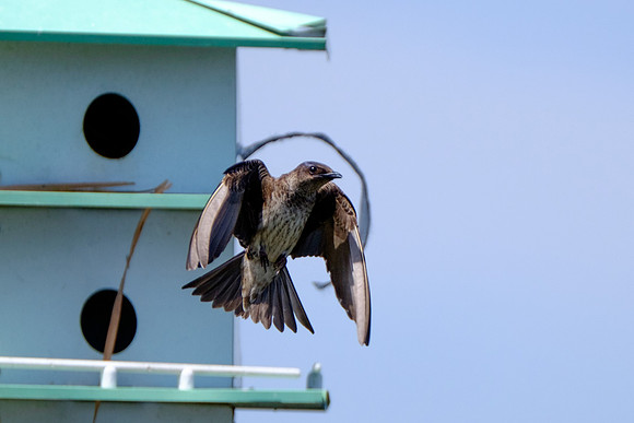 Fairhope Purple Martin Colony