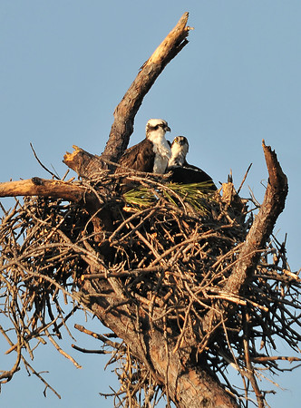 Gukf Shores Wildlife Photographer