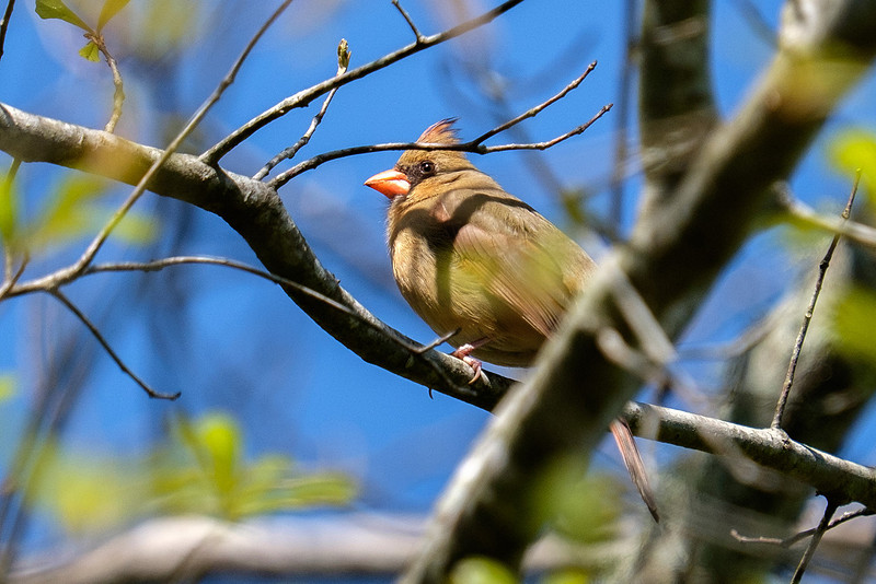 Cardinal Wildlife Photography