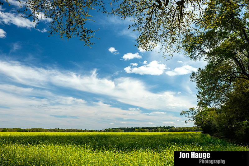 Foley Landscape