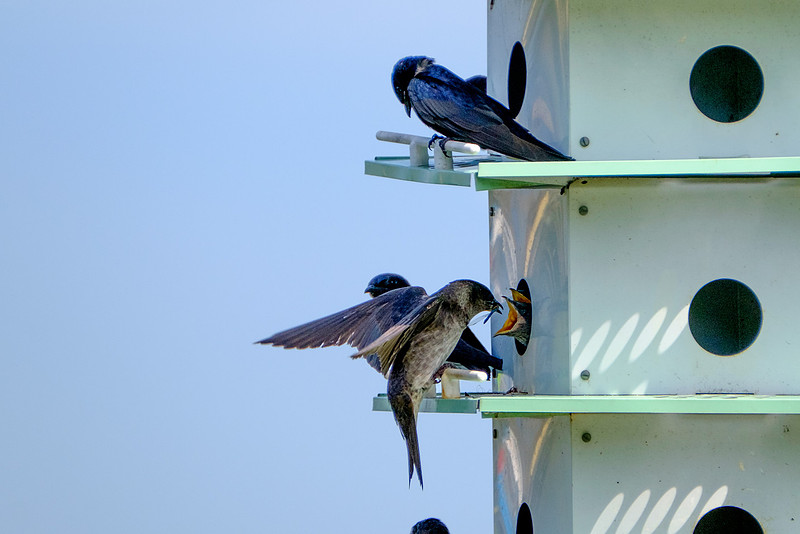 Fairhope Purple Martin Colony