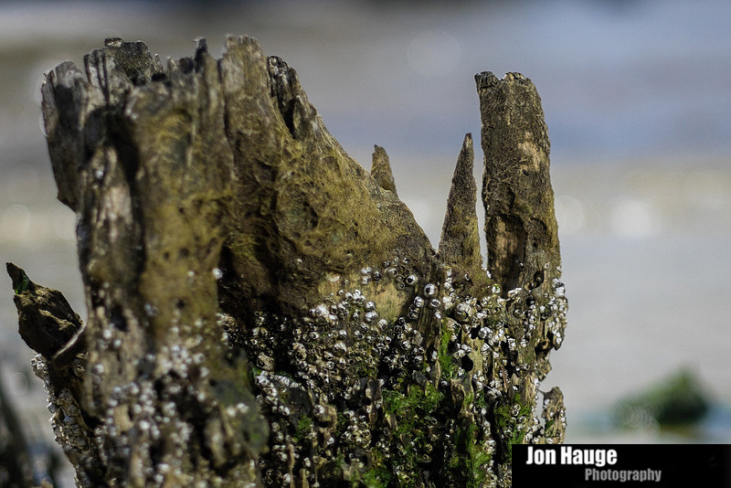 Alabama Beach Photographer