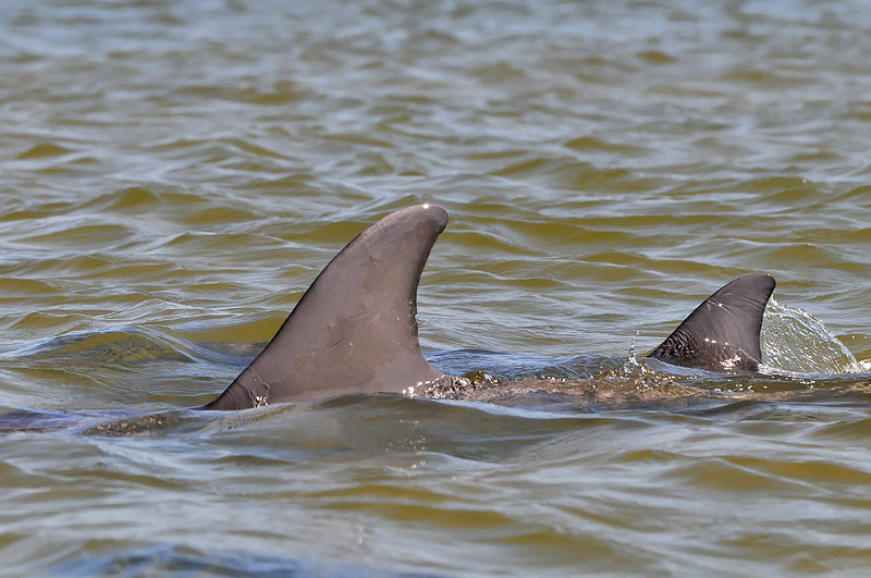 Gulf Shores Wildlife Photographer