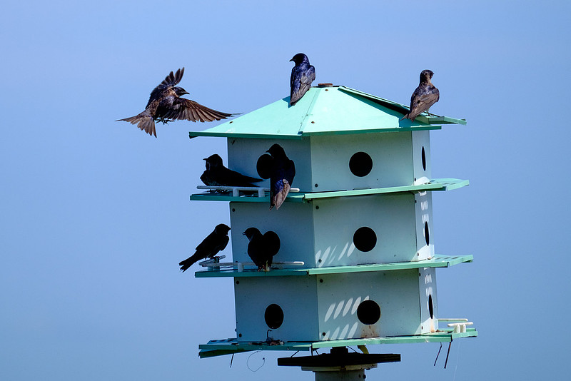 Fairhope Purple Martin Colony