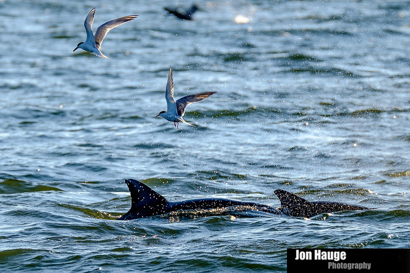 Fort Morgan Photographer