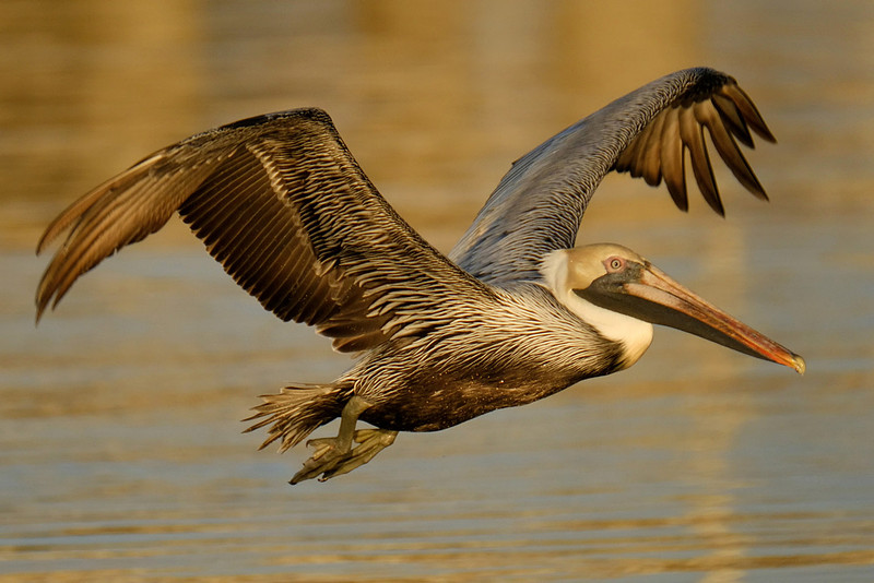 Flying Brown Pelican on the Causeway