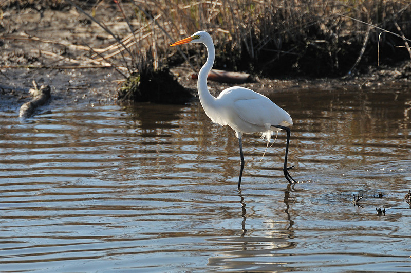 Gulf Shores Wildlife Photographer