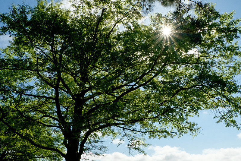 Fairhope Photography