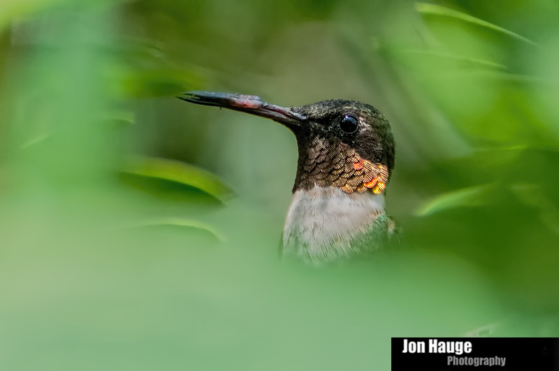 Hummingbird Photography