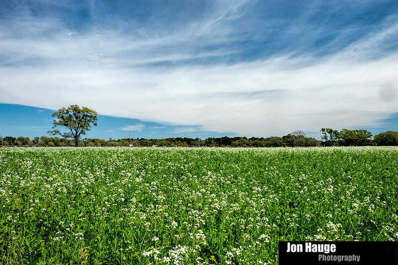 Foley Landscape