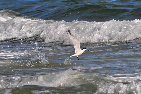 Sandwich Tern Fishing