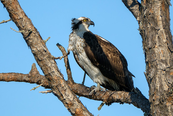Osprey in Fort Morgan